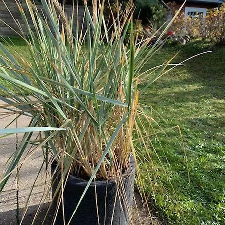 Haus Morelia 公寓 *